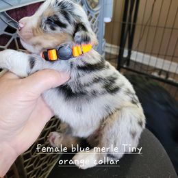 Miniature American Shepherd Puppies from Maureen Chappell's Miniature American Shepherds