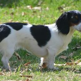 Dachshunds from Seabreeze Dachshunds