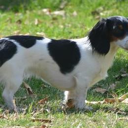 Dachshunds from Seabreeze Dachshunds