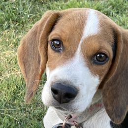 Beagles from Prairie Tail Beagles