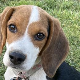 Beagles from Prairie Tail Beagles