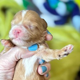 Apricot - Apricot female Schnoodle puppy in Temple, Texas from Schnauzers Of Taylor