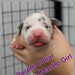 Purple Collar Girl - Mantle merle female Great Dane puppy in Longview, Texas from Lazy A Danes