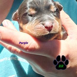 Purple - Black and mahogany female Rottweiler puppy in Tangent, Oregon from Raya's Royals