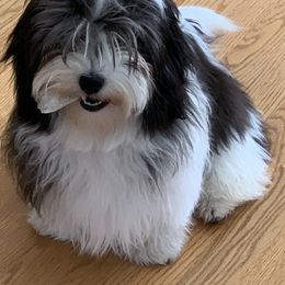 Biewer Terrier, Chinese Crested, and Havanese Puppies from Meadowview Havanese