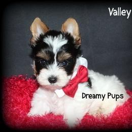AKC Valley 2800 - Black tan and white male Biewer Terrier puppy in Kennesaw, Georgia from Dreamy Pups