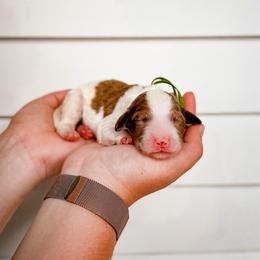 Justin - Merle male Labradoodle puppy in Elizabeth City, North Carolina from Howdy Doodles