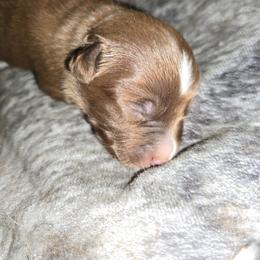 Cedar - Red & white male Miniature Australian Shepherd puppy in Arlington, Texas from CopperHead Aussies
