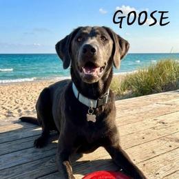 Goose - Labrador Retriever