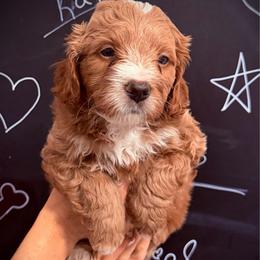 Casanova - Red  male Goldendoodle puppy in Bradenton, Florida from Christianna’s Mini Goldendoodles