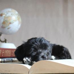 Shih Tzu Puppies from Nelly Kolomiyets