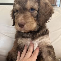 Ragnar - Phantom Bernedoodle puppy in Chandler, Arizona from Bernedoodle Lovers