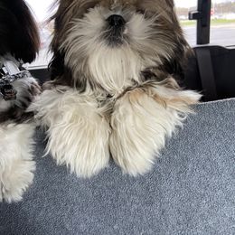 Shih Tzu Puppies from Margaret Szegda