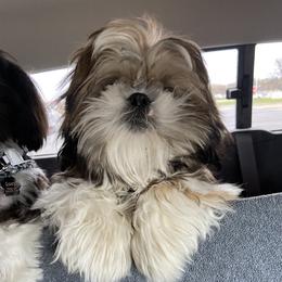 Shih Tzu Puppies from Margaret Szegda