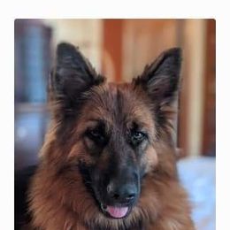 German Shepherd Puppies from Von Hazel Haus German Shepherds