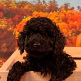 Hera (Purple Collar) - Black female Goldendoodle puppy in Lake Panasoffkee, Florida from Donnas Deluxe Doodles LLC