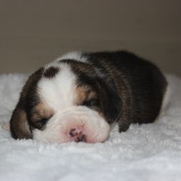 Odin - Black tan and white male Beagle puppy in Morrill, Kansas from Kelle Beagles