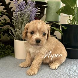Aspen - Apricot male Cavapoo puppy in Grove, Oklahoma from Rocky Oak Cavaliers & Biewer Terriers LLC