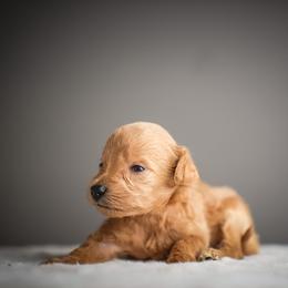 Woody - Apricot male Schnoodle puppy in Caldwell, Idaho from Boise Doodle Co.