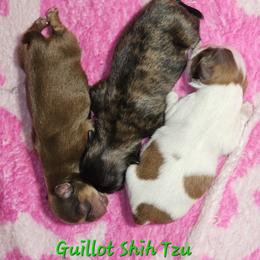 "Ollie, Raleigh, and Molly DOB 1/18/2024" Shih Tzu Puppies from Guillot Shih Tzu