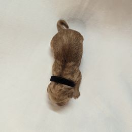 Dilute Retriever and Labrador Retriever Puppies from LC Hunting Labs, LLC.