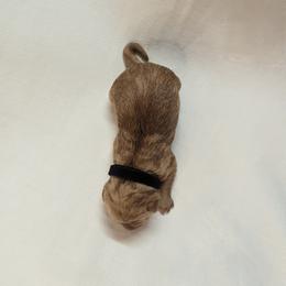 Dilute Retriever and Labrador Retriever Puppies from LC Hunting Labs, LLC.