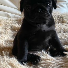Pug Puppies from Pug Puppies of Boston