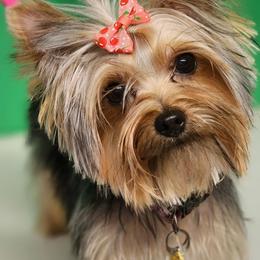 Yorkshire Terriers from Setareh Yorkies