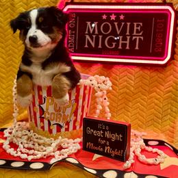 Bolt - Black tri male Miniature American Shepherd puppy in Rochelle, Illinois from Countryside Kennels and Aussies