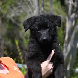 Bella - Black female German Shepherd puppy in Azle, Texas from Nuckols-Alsup Canines German Shepherds