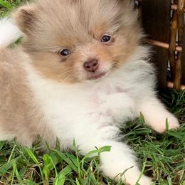 Pomeranians from P31 Poms
