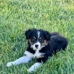 Onyx - Black tri female Miniature Australian Shepherd puppy in California from Eagle River Aussies