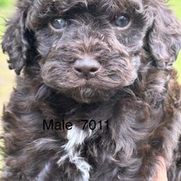 Ben - Chocolate male Goldendoodle puppy in Arcadia, Florida from KnuDawn Goldendoodles