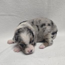 Girl 4 - Blue merle female Australian Shepherd puppy in Lakeland, Florida from Diamond P Australian Shepherds