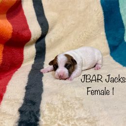 Girl 1 - Tri-color Jack Russell Terrier puppy in Bedias, Texas from JBar Jacks