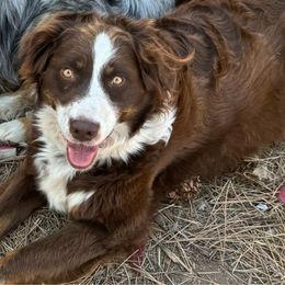 Socket - Australian Shepherd