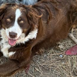 Socket - Australian Shepherd