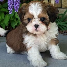 Leeanna - Gold and white female Cavatzu puppy in Oklahoma from Rocky Oak Cavaliers & Biewer Terriers LLC