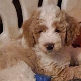 Goldendoodle Puppies from Dahlia Doodles