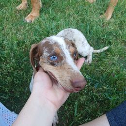 Rex - Dachshund