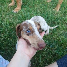 Rex - Dachshund