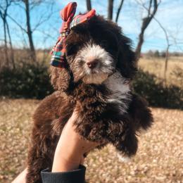 Hot Pink Collar - Brown and white female Cockapoo puppy in Richmond, Kentucky from The Doting Doodle