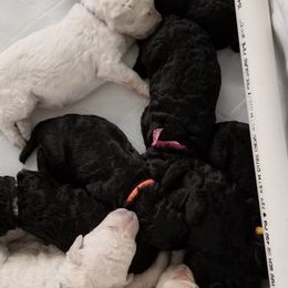 Poodles from Njoy Poodles