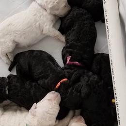 Poodles from Njoy Poodles