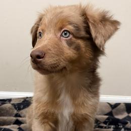 Charming - Red merle male Australian Shepherd puppy in East Hartford, Connecticut from CT Aussies