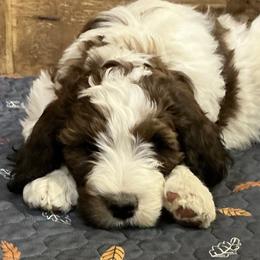 Tatum - Orange and white female Saint Berdoodle puppy in San Antonio, Texas from Mammoth Doodles