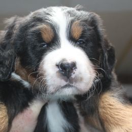 Bernese Mountain Dog Puppies from Baby Bear Bernese Kennel