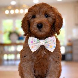 Mikey - blue - Red  male Goldendoodle puppy in Yuciapa, California from AlltheDoodlez_