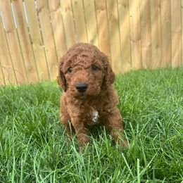 Teddy (Brown) - Red  male Goldendoodle puppy in Casper, Wyoming from 307 Doodles