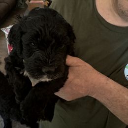 Ember - Black female Portuguese Water Dog puppy in Severn, Maryland from WiccaBay
